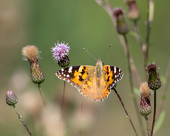 Vanessa cardui