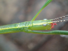 Graeffea seychellensis