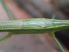 Graeffea seychellensis