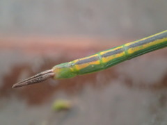 Graeffea seychellensis