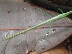 Graeffea seychellensis