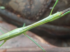Graeffea seychellensis