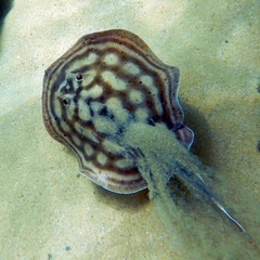 Urobatis concentricus