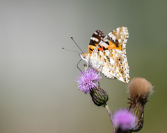 Vanessa cardui