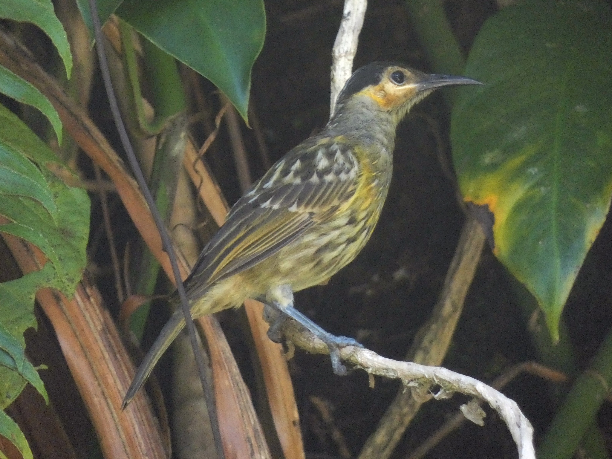 Macleay's Honeyeater (Xanthotis macleayanus), photo 5