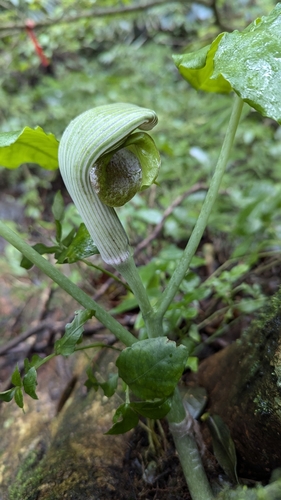 Arisaema ringens