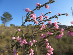 Erica umbelliflora