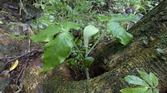 Arisaema ringens, photograph Cheng-Te Hsu, CC BY, iNaturalist via GBIF
