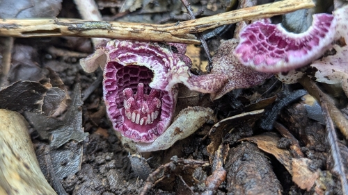 Image of Asarum macranthum by (c) Cheng-Te Hsu, some rights reserved (CC BY)