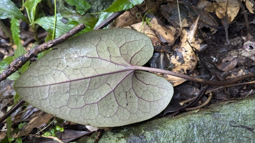 Image of Asarum macranthum by (c) Cheng-Te Hsu, some rights reserved (CC BY)