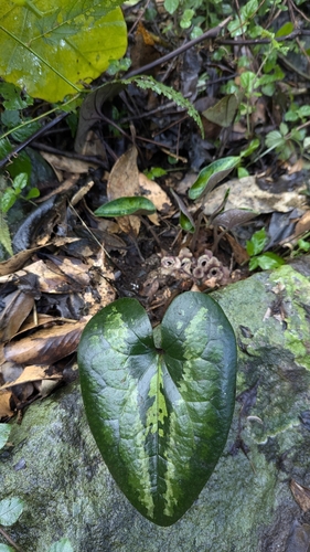 Image of Asarum macranthum by (c) Cheng-Te Hsu, some rights reserved (CC BY)