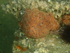 Aplidium nordmanni