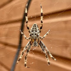 Araneus diadematus