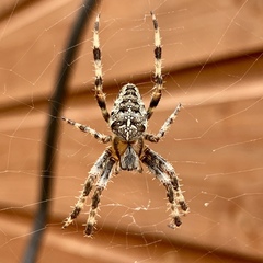 Araneus diadematus