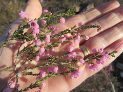 Erica umbelliflora