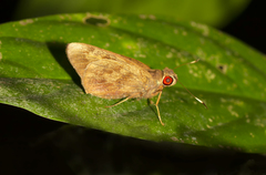 Erionota acroleuca apicalis