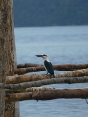 Todiramphus saurophagus