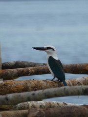 Todiramphus saurophagus