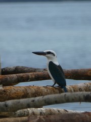 Todiramphus saurophagus