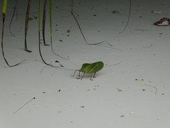 Siliquofera grandis