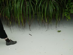 Siliquofera grandis