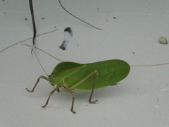 Siliquofera grandis