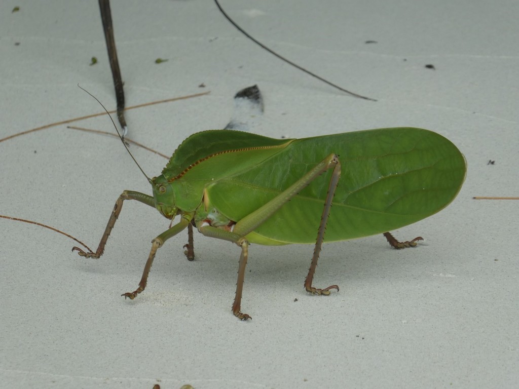 Siliquofera
