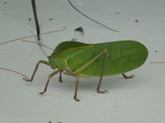 Siliquofera grandis