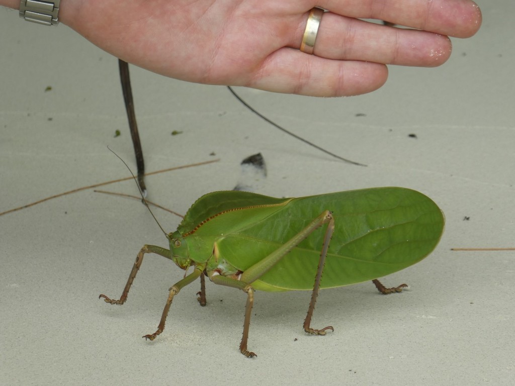 Giant Katydids
