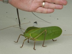 Siliquofera grandis