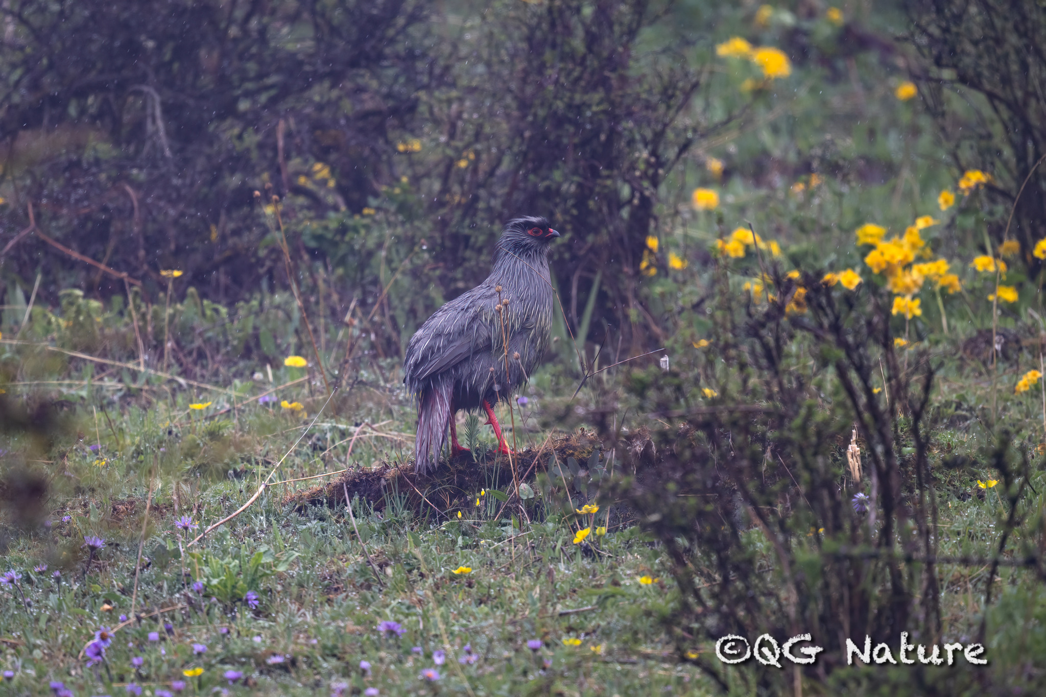Blood Pheasant
