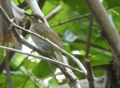 Meliphaga aruensis