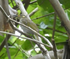 Meliphaga aruensis