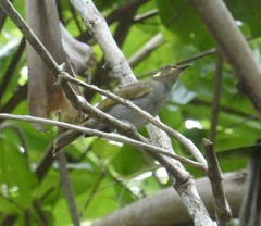 Meliphaga aruensis