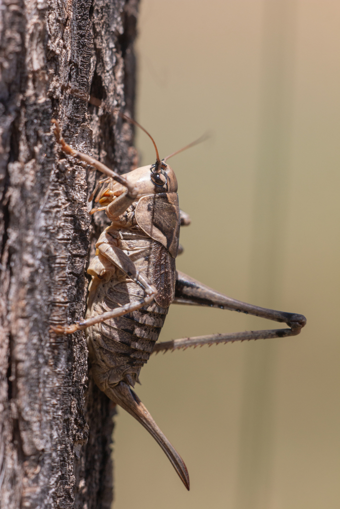 Pezodrymadusa grisea