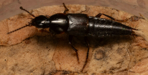 Quedius umbrinus