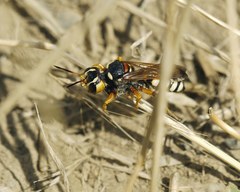 Cerceris tuberculata