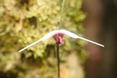 Scaphosepalum gibberosum