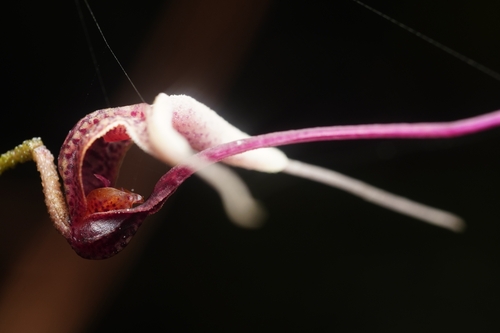 Scaphosepalum gibberosum, photograph 1