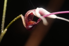Scaphosepalum gibberosum, photograph (c) Daniel Mesa, some rights reserved (CC BY)