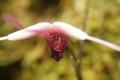 Scaphosepalum gibberosum, photograph (c) Daniel Mesa, some rights reserved (CC BY)