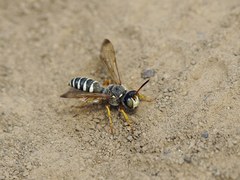 Cerceris tuberculata