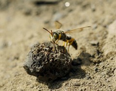 Cerceris tuberculata