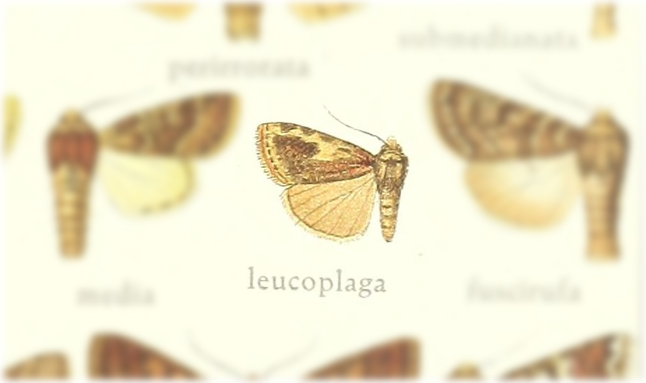 Euxootera leucoplaga