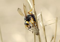 Cerceris tuberculata