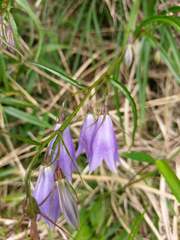 Adenophora morrisonensis