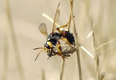 Cerceris tuberculata