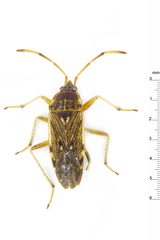 Elasmolomus hewitti
