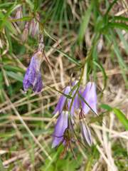 Adenophora morrisonensis