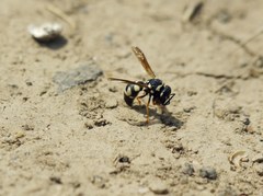 Parodontodynerus ephippium